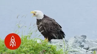 The Alaskan Town FULL of Bald Eagles