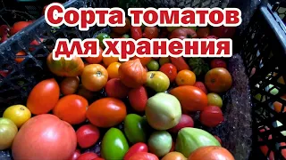 Сорта томатов для хранения
