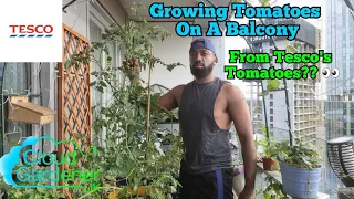 Growing Tomatoes On A Balcony From Tesco's Tomatoes