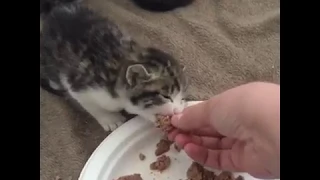 Introducing Wet Food to a Kitten