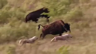 Super Strength Mother Bison Take Down 100 Wolves to Save Her Baby From Wolves🐾