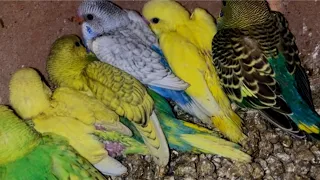 Budgies Parrots progress Rainbow and Spangles