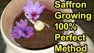 How To Grow Saffron Professional Growing Method With Cold Sponging