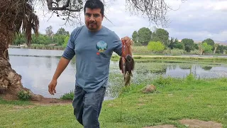Pesca de bluegil en Hart Memorial park,Bakersfield California