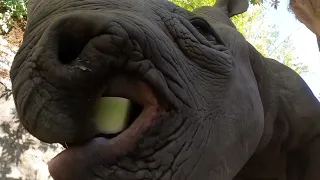 Hungry Rhinos Chomp On Crunchy Fruit