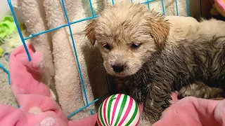 The stray puppy is covered in mud, wandering alone on the road, with no one to care for it