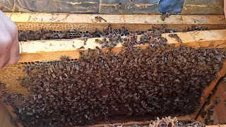 ПЧЁЛЫ 🐝🐝,   СИЛЬНЫЕ И СЛАБЫЕ СЕМЬИ В РАВНЫХ УСЛОВИЯХ. КАКИЕ ЕСТЬ ПРИЧИНЫ???