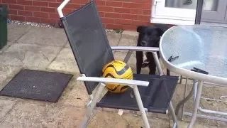 India the dog struggles with football