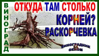 🍇  Почему там так много корней? Выкорчевка винограда.Что влияет на образование корней?