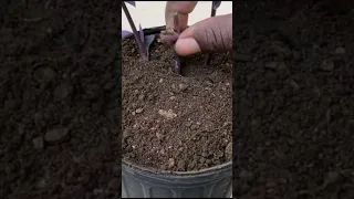 Grow purple heart cuttings by soil #shorts #purpleheart