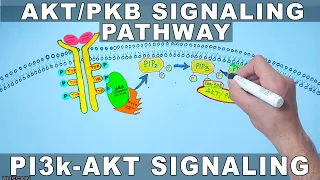 AKT/PKB Signaling Pathway | PI3k Signaling