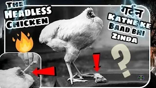 Mike The Headless Chicken | Headless Chicken | Headless Chicken Story | The Headless Chicken 🐓🐓🐓 !!!