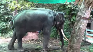 Distressed Elephants, Koh Samui, Thailand