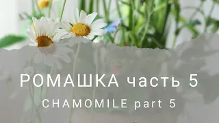 Ромашка из холодного фарфора. Часть 5. Chamomile made of cold porcelain.