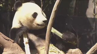 Panda diplomacy restored as China plans to send San Diego Zoo more pandas