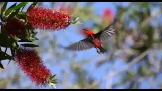 Scarlet honeyeater (Myzomela sanguinolenta)