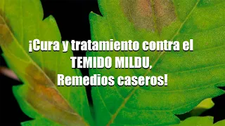 Cura y tratamiento contral el TEMIDO MILDIU, Remedios caseros!