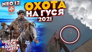 охота на гуся 2021г с нео 12. ТЫСЯЧНЫЙ НАЛЕТ ГУСЕЙ!