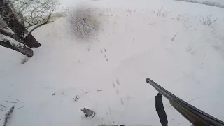 Охота на зайца.Секреты тропления зайца по свежему снегу.