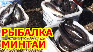 Минтай прёт как из бочки!