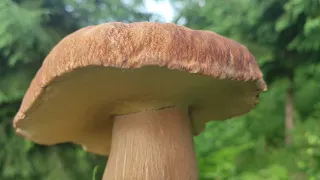 В Казково гарному лісі Карпат збираємо Білі Гриби-ВЕЛЕТНІ!!! 🍄 🍄 🍄 Карпати (22.06.2023)