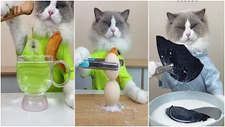 Кошки готовят еду 2022 "This Little Puff" Tiktok Compilation #16