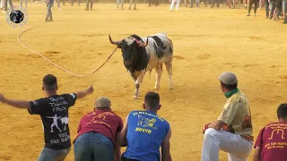 Cogidas,Sustos y Más (Beas de Segura 2023)