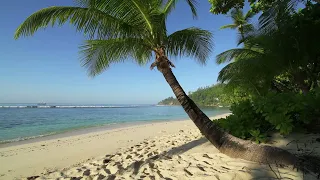 Tropical Beach & Palm Trees on a Island. Ocean Sounds for Sleep Meditation.