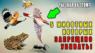 5 Животных Которых Запрещено Убивать В Исламе! Какие Животные? Остерегайтесь Быть Среди Людей Ада!