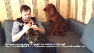 Удочеренные из приюта кошки знакомятся с собакой | cats meet dog | счастье в доме