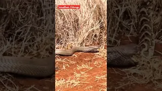 Giant spitting cobra seen dragging a puff adder in Kenya's savannah for lunch.