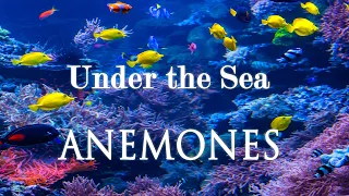 Under the Sea Anemones 4k | 1 Hour Magical Underwater Ambience & Relaxing Music for Stress, Sleep