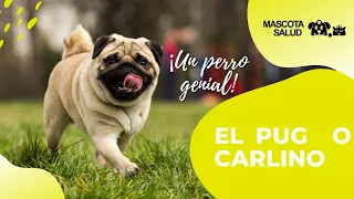 CARLINO: Por qué el PUG es un perro tan genial | Mascota y Salud