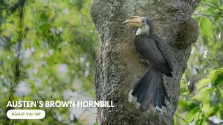 Nesting Birds: EP2 - Austen's Brown Hornbill