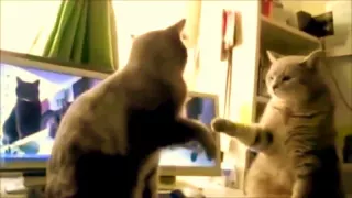 Funny Cats January 2015 | Смешные Коты  Январь 2015