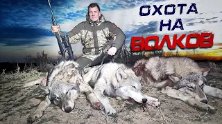 охота на волков.ВОЛКИ РЕЖУТ СКОТ! wolf hunting.wolfsjagd