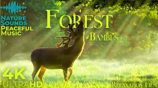 Disney FOREST 4K 🦌 Nature Relaxation Film - Peaceful Relaxing Music - 4K Video UltraHD