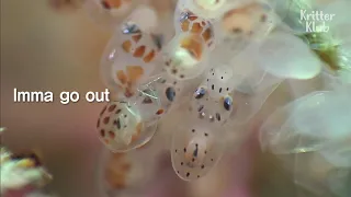 All You Need Is 1 Min To See The Hatching Of Octopus Eggs | Kritter Klub