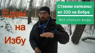 Едем на избу   Ставим капканы КП 320 на бобра