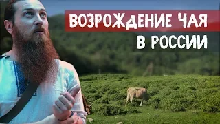 Интервью с чайным фермером. Русский габа чай. Чайный тур. Возрождение чая в России.