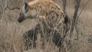 Oct 06, 2017  Sunset  Hyena with Stefan in Djuma