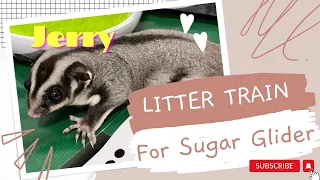 Sugar Glider Tips: Potty Train