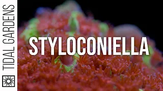 Stylocoeniella Coral Care Tips