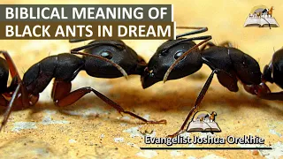 Biblical Meaning of Black Ants in Dream - Symbolism and Interpretation