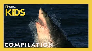 Things You Wanna Know 🐊 | 20 Minutes | Nat Geo Kids Compilation | @natgeokids