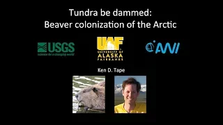 Tundra be Dammed: Beaver Colonization of the Arctic - Dr. Ken Tape - Science for Alaska