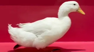 Wrinkle the Duck goes to SlooMoo Slime Institute