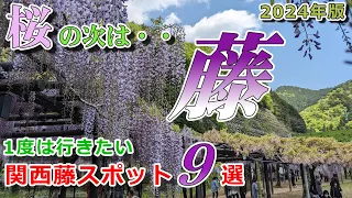 【関西の藤スポット・ベスト９：2024年版】関西では４月中旬から５月にかけて、藤が「初夏の訪れ」を告げてくれます。