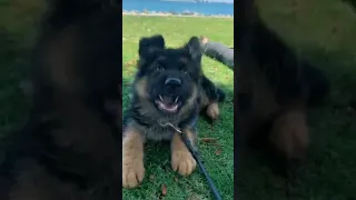 эдит(немецкая овчарка) не воруйте видео пожалуйста нельзя я вас найду все равно