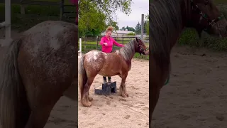 When You Buy A Horse Sight Unseen ‼️🐴✨#horselover #gypsyvanner #wow